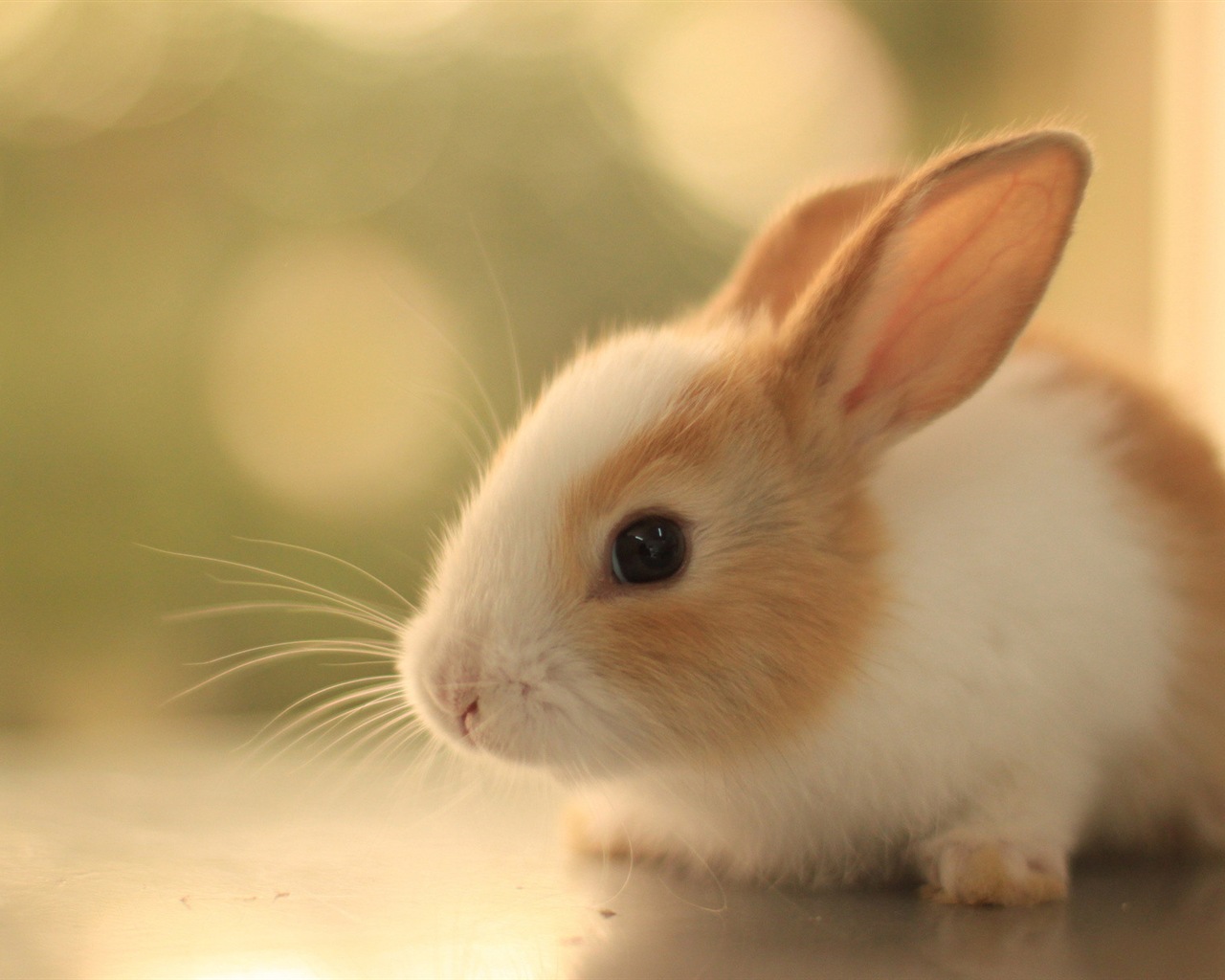 毛茸茸的動物，可愛的兔子 高清壁紙 #20 - 1280x1024