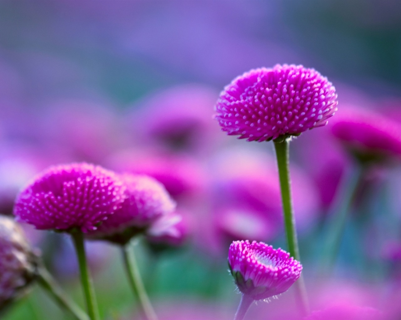 화려한 색상, 아름다운 꽃의 HD 배경 화면 #11 - 1280x1024