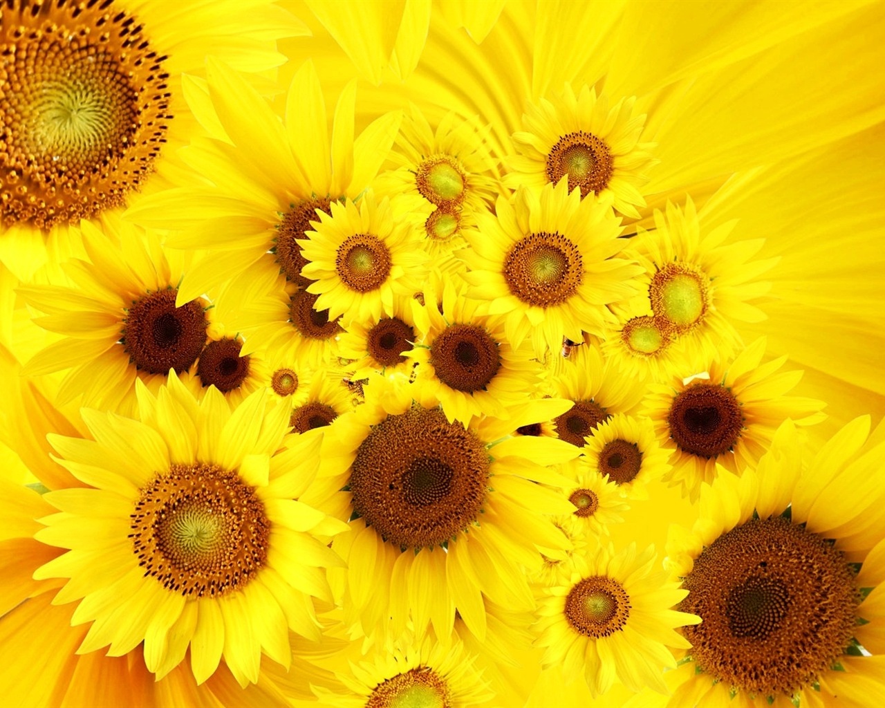 Los colores brillantes, flores preciosos fondos de pantalla de alta definición #13 - 1280x1024
