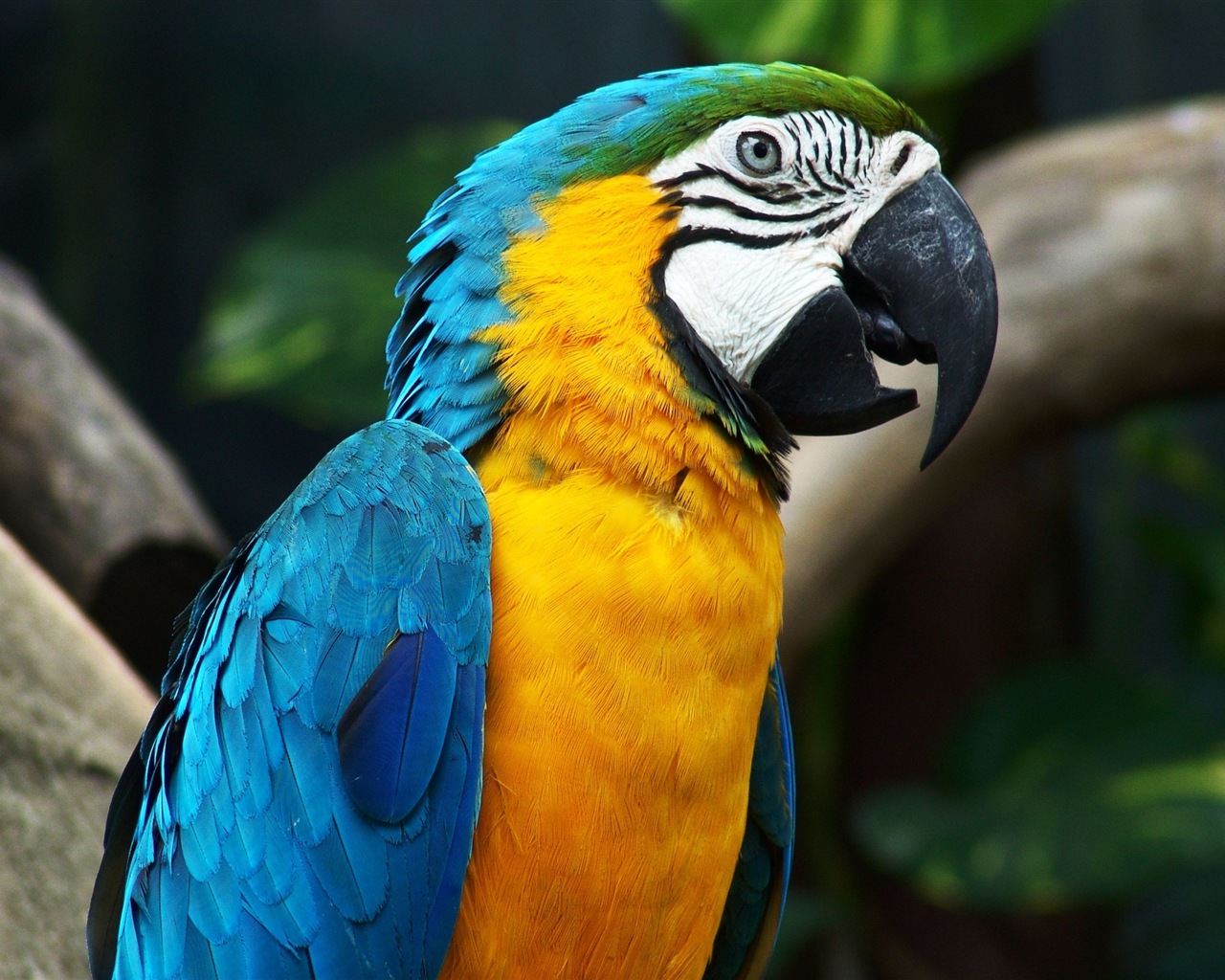 Macaw close-up HD wallpapers #7 - 1280x1024