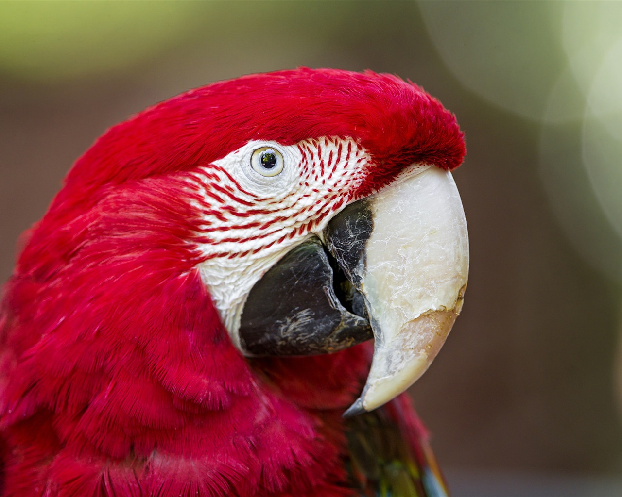 Macaw close-up fonds d'écran HD #9 - 1280x1024