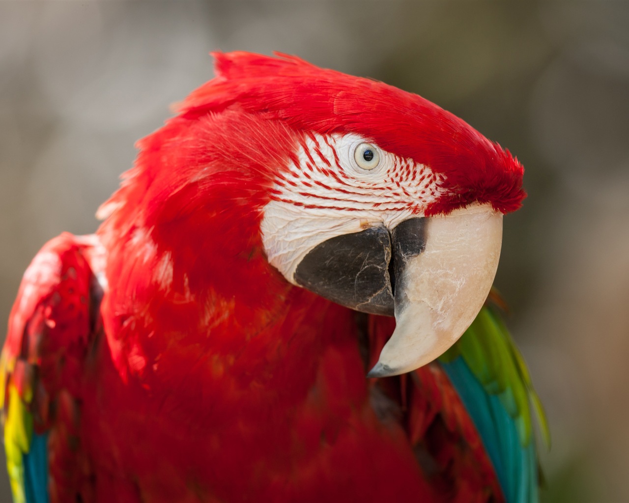 Macaw close-up fonds d'écran HD #11 - 1280x1024