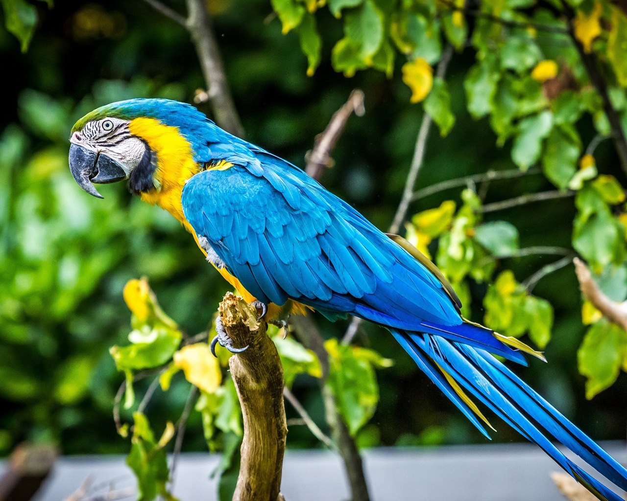 Macaw close-up fonds d'écran HD #12 - 1280x1024