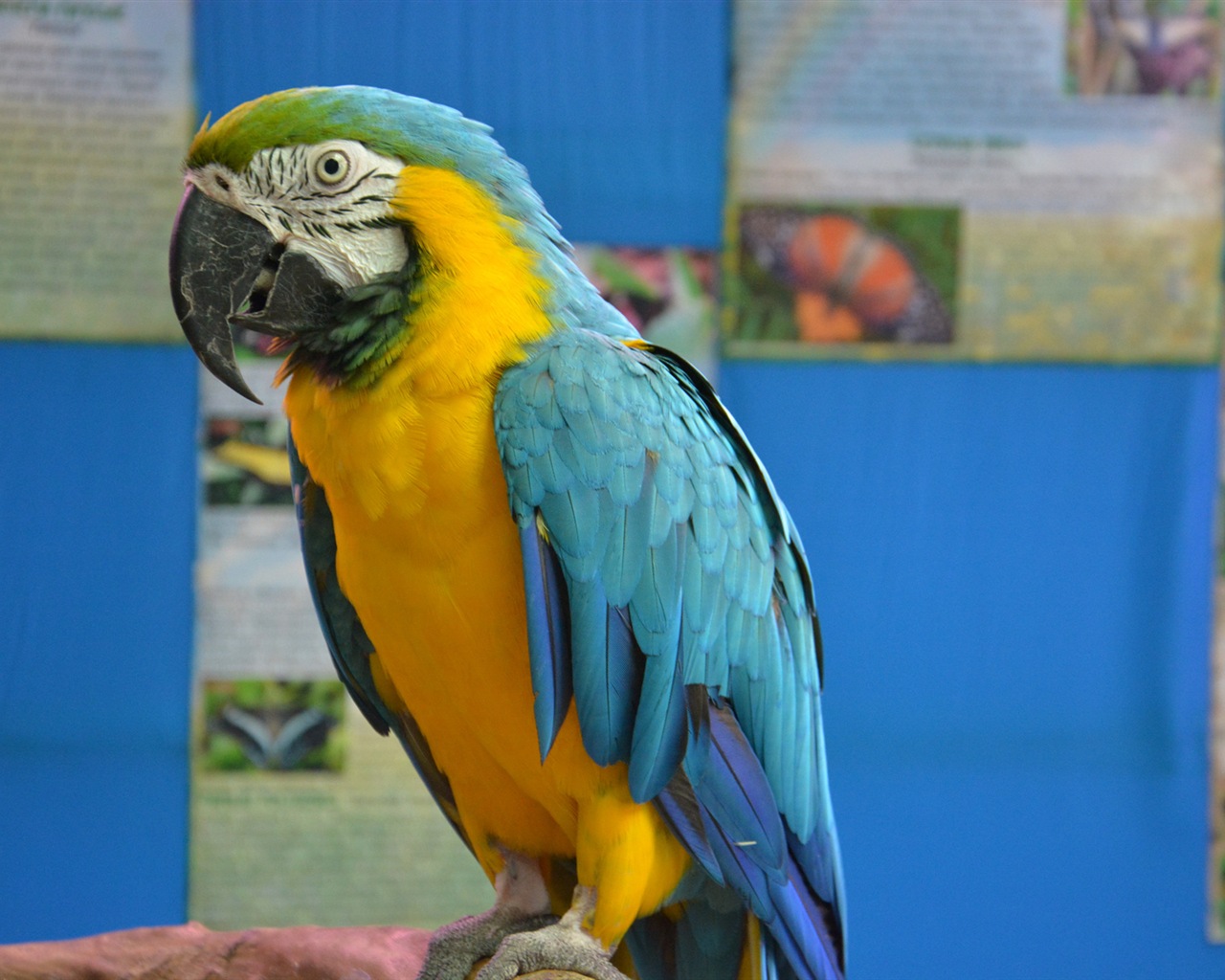 Macaw close-up fonds d'écran HD #13 - 1280x1024