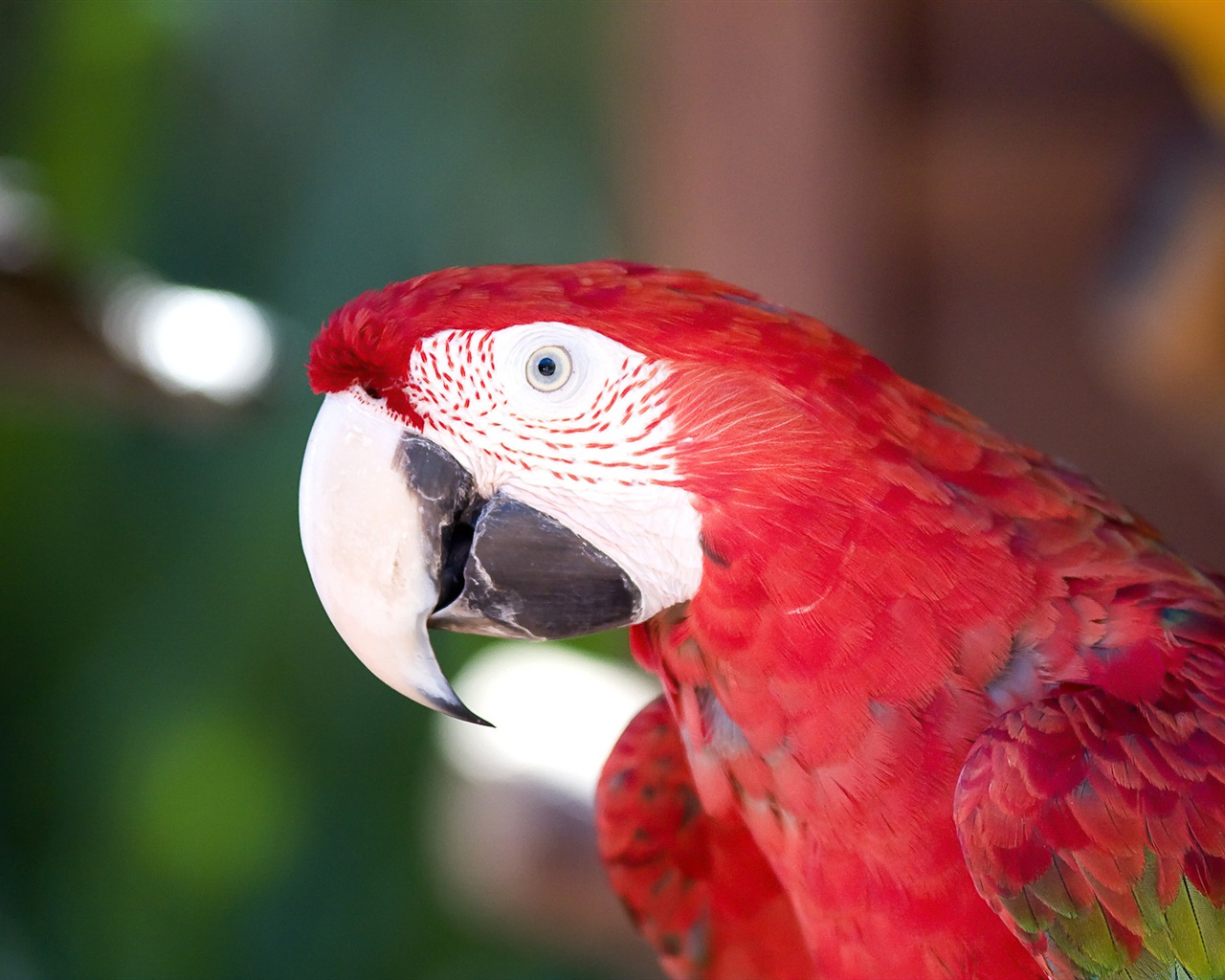 Macaw close-up fonds d'écran HD #14 - 1280x1024