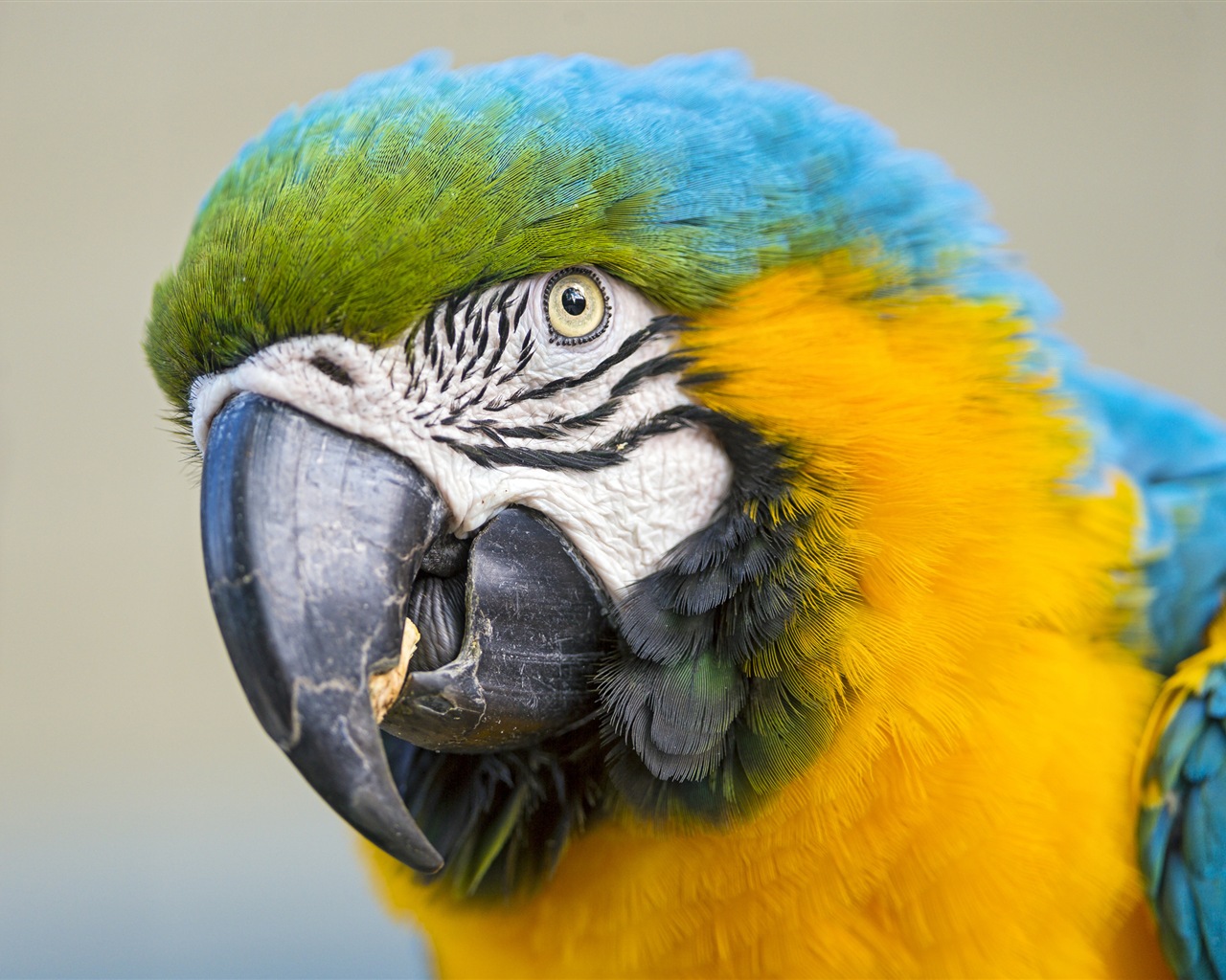 Macaw close-up fonds d'écran HD #15 - 1280x1024