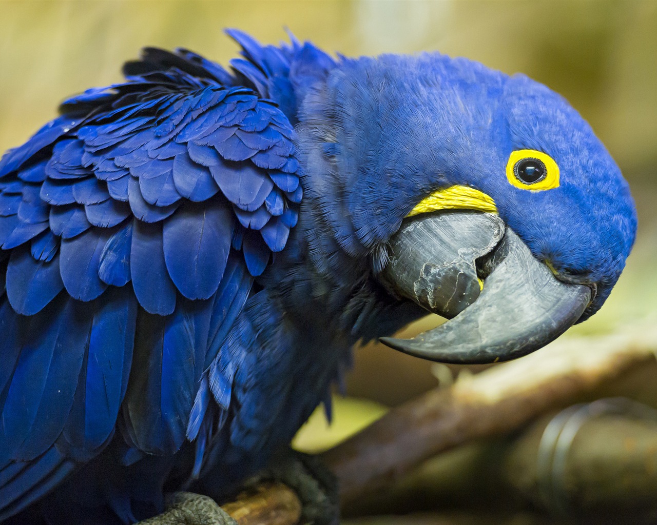Macaw close-up fonds d'écran HD #18 - 1280x1024