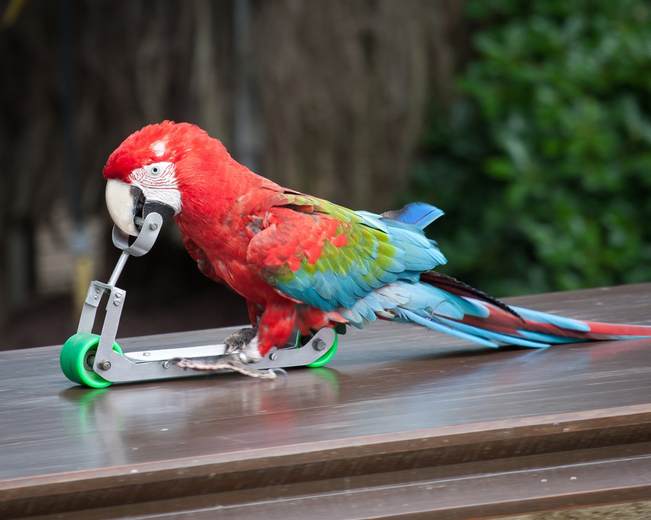 Macaw close-up HD wallpapers #19 - 1280x1024