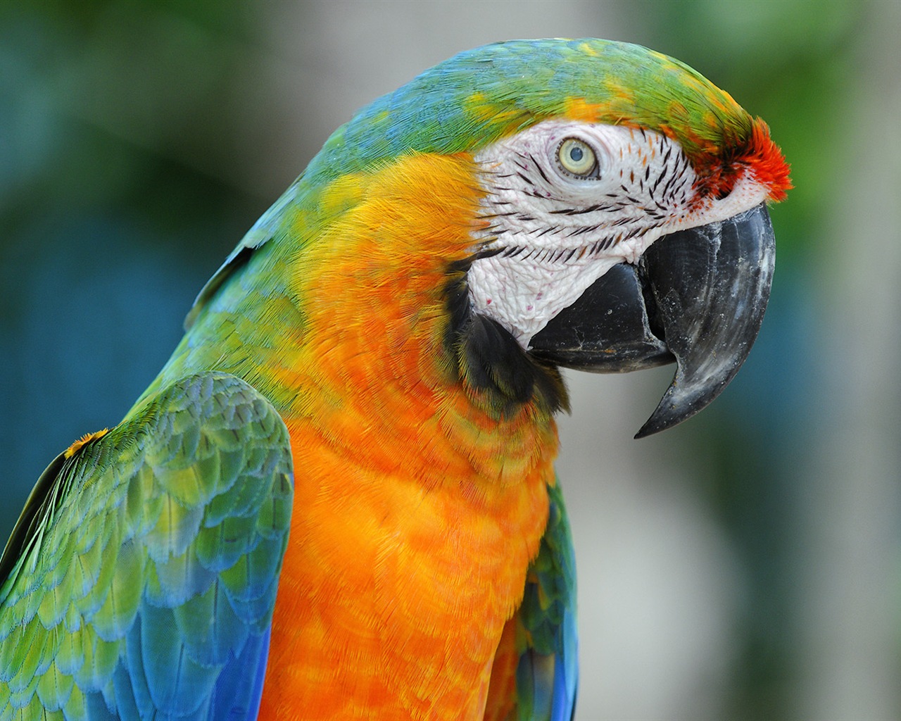 Macaw close-up fonds d'écran HD #21 - 1280x1024