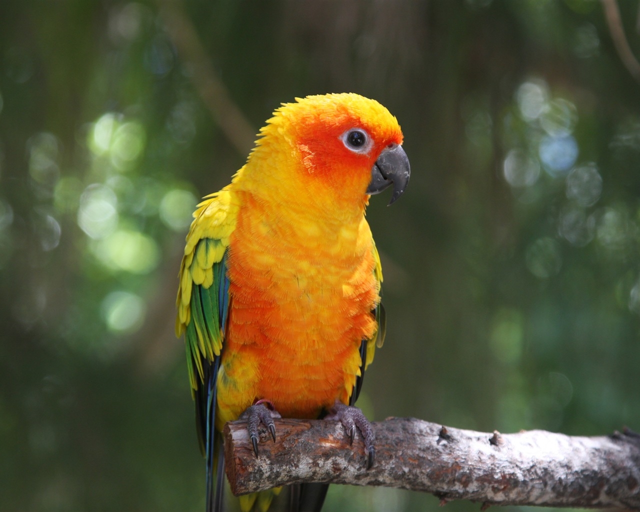 guacamayo primer plano HD fondos de pantalla #23 - 1280x1024