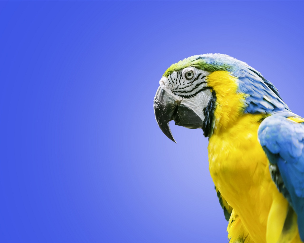Macaw close-up fonds d'écran HD #24 - 1280x1024