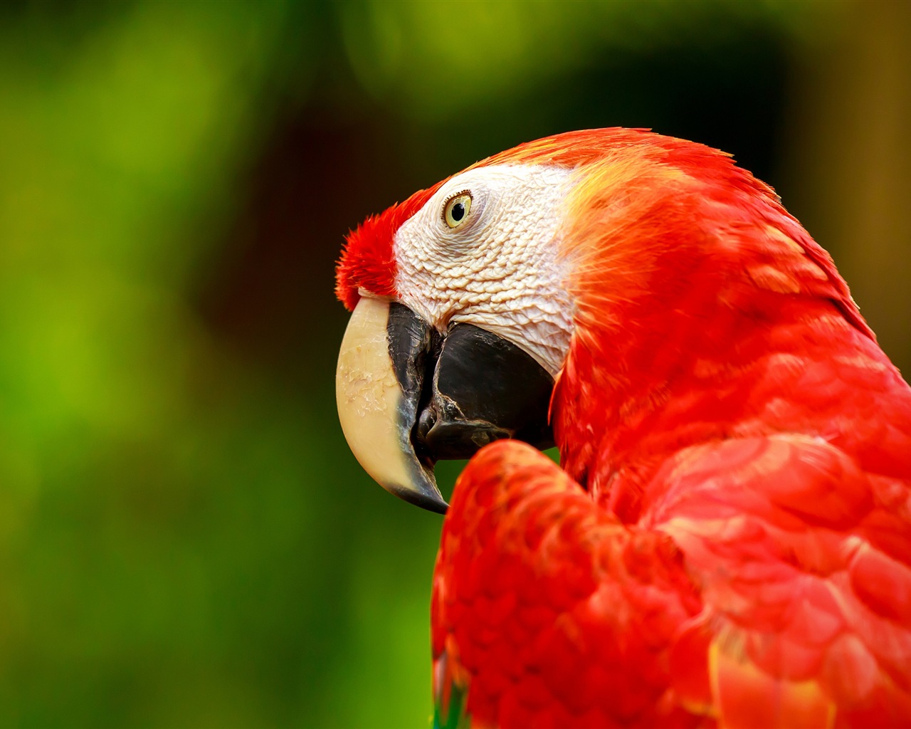 Macaw close-up fonds d'écran HD #26 - 1280x1024