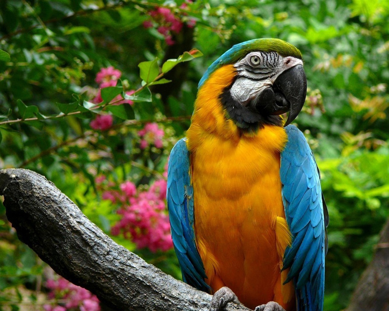 Macaw close-up fonds d'écran HD #27 - 1280x1024