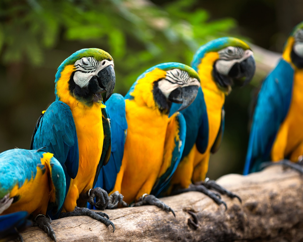 Macaw close-up HD wallpapers #1 - 1280x1024