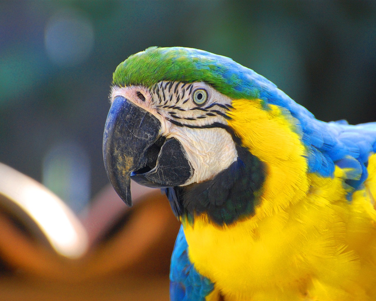 Macaw close-up fonds d'écran HD #3 - 1280x1024