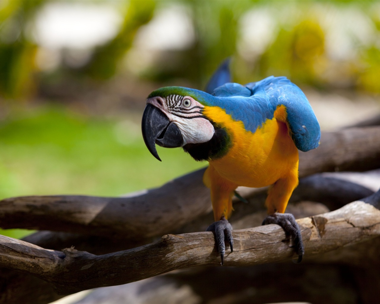 Macaw close-up HD wallpapers #4 - 1280x1024