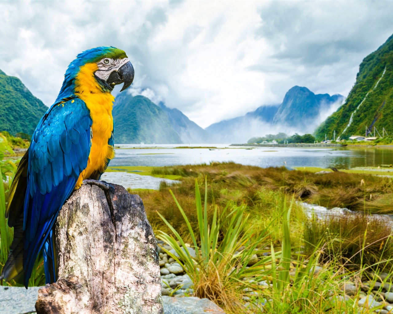 Macaw close-up HD wallpapers #5 - 1280x1024