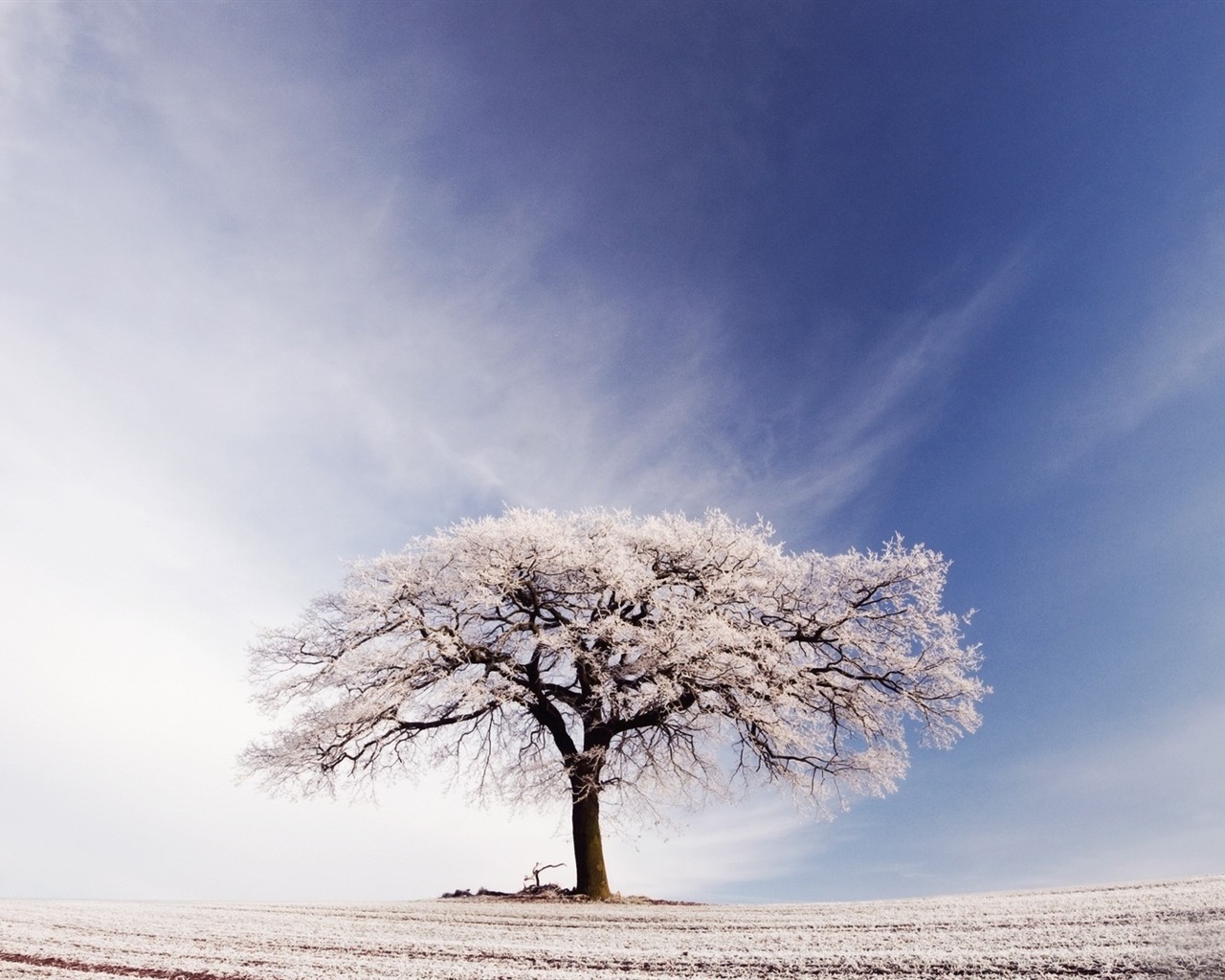 Zimní sníh Nádherná příroda HD tapety na plochu #4 - 1280x1024