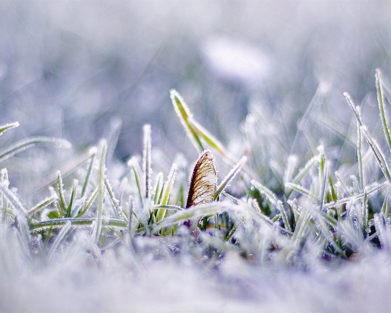 Zimní sníh Nádherná příroda HD tapety na plochu #5 - 1280x1024