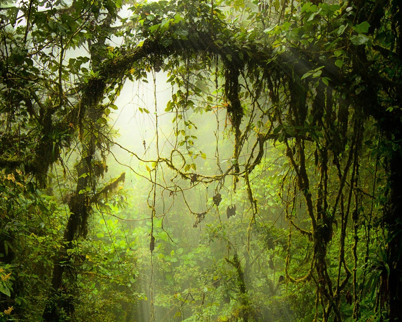 윈도우 8 테마 숲 풍경의 HD 월페이퍼 #5 - 1280x1024