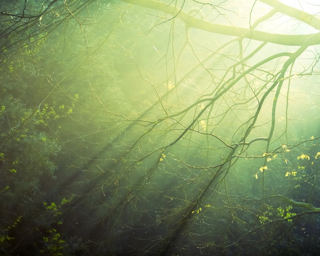 Windows 8 theme forest scenery HD wallpapers #6 - 1280x1024