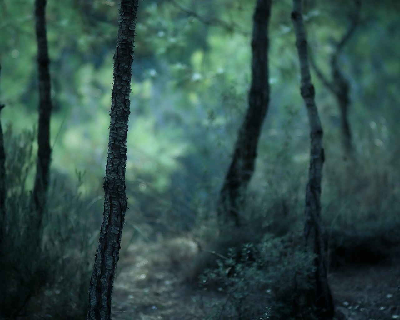 윈도우 8 테마 숲 풍경의 HD 월페이퍼 #7 - 1280x1024