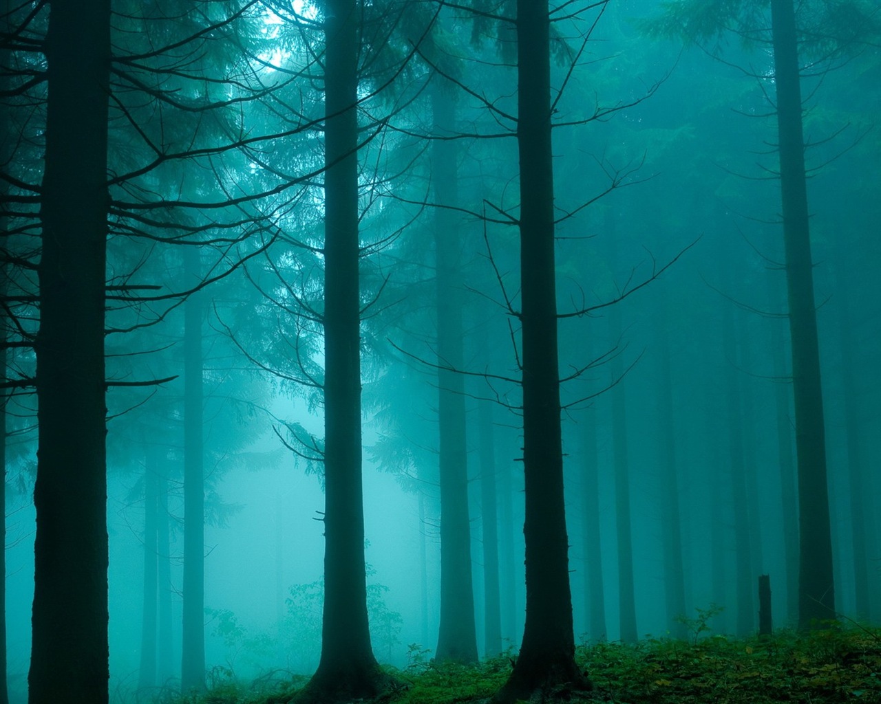 Windows 8 theme forest scenery HD wallpapers #8 - 1280x1024