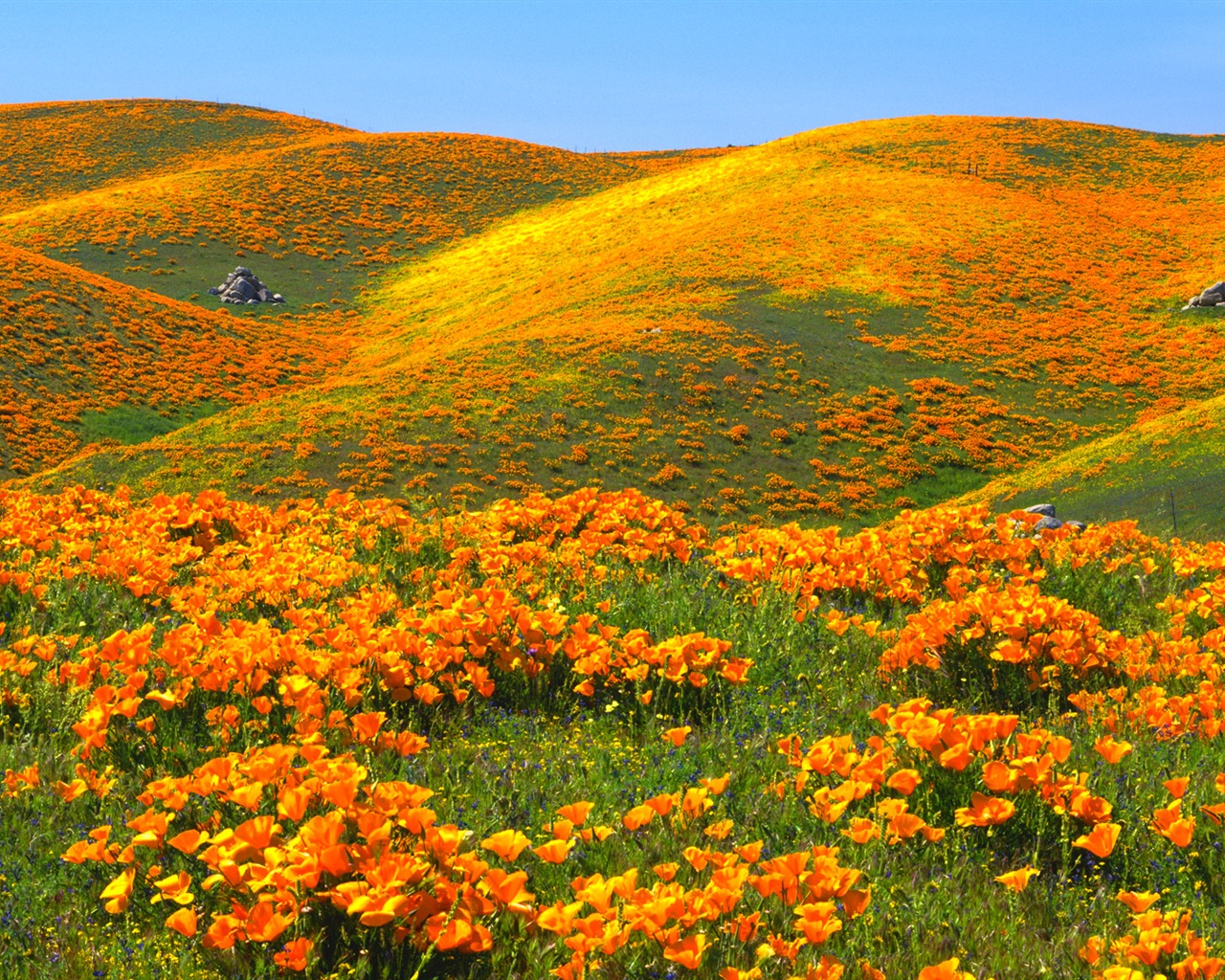 Hermoso color, fondos de pantalla de alta definición paisajes naturales #4 - 1280x1024