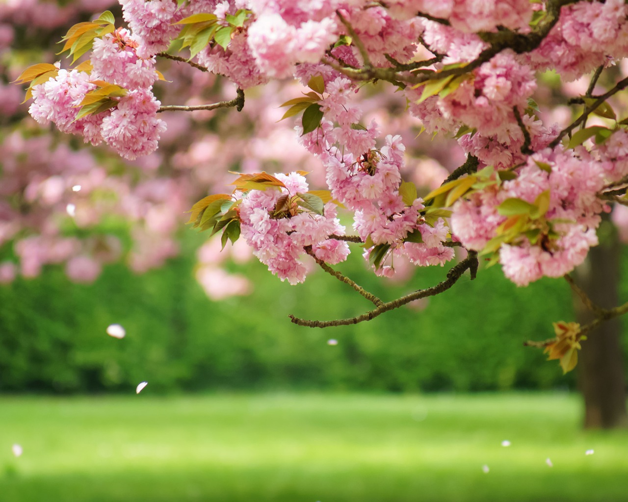 Jarní květiny kvetou HD Tapety na plochu #1 - 1280x1024