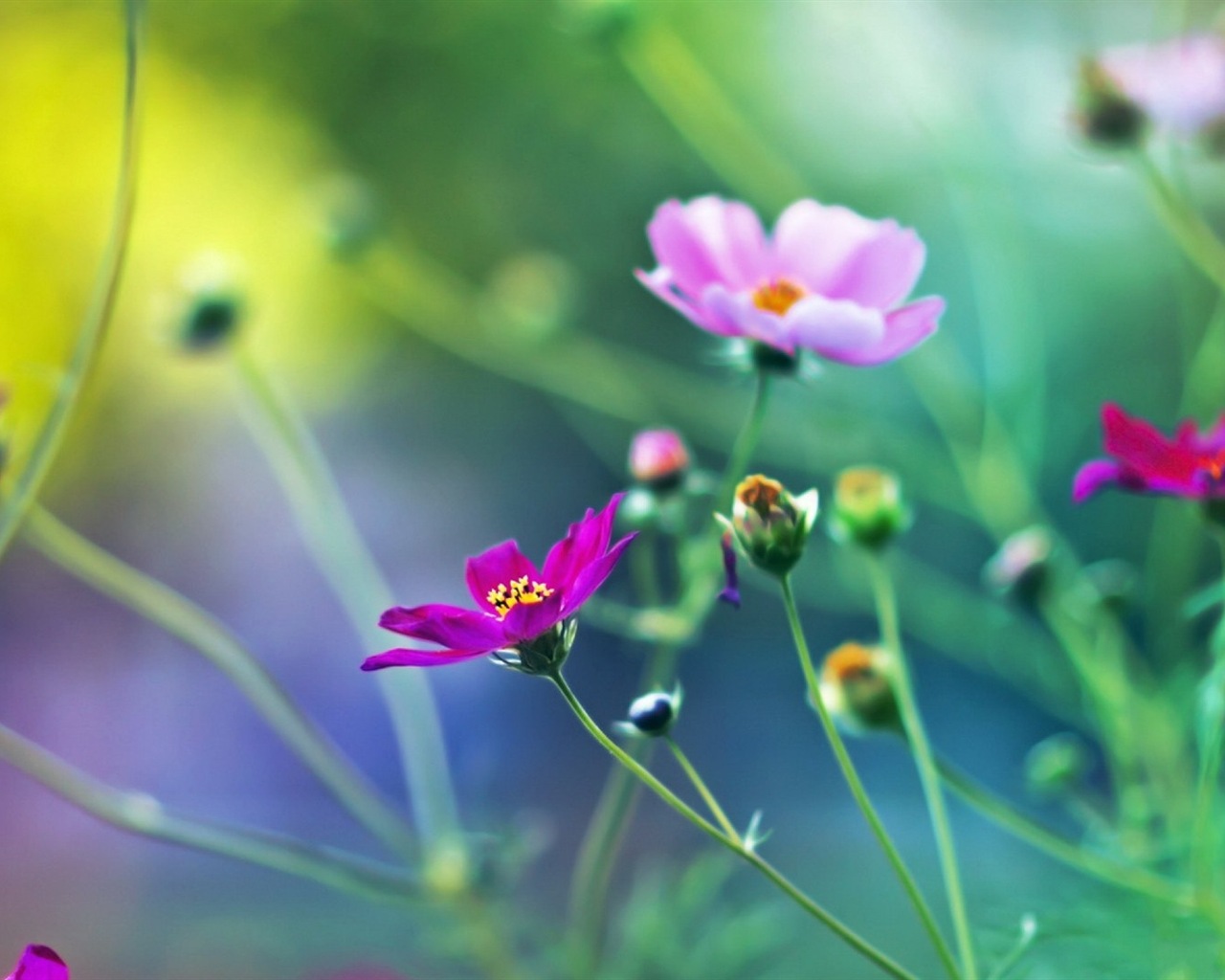 Frühlingsblumen blühen HD Wallpaper #17 - 1280x1024