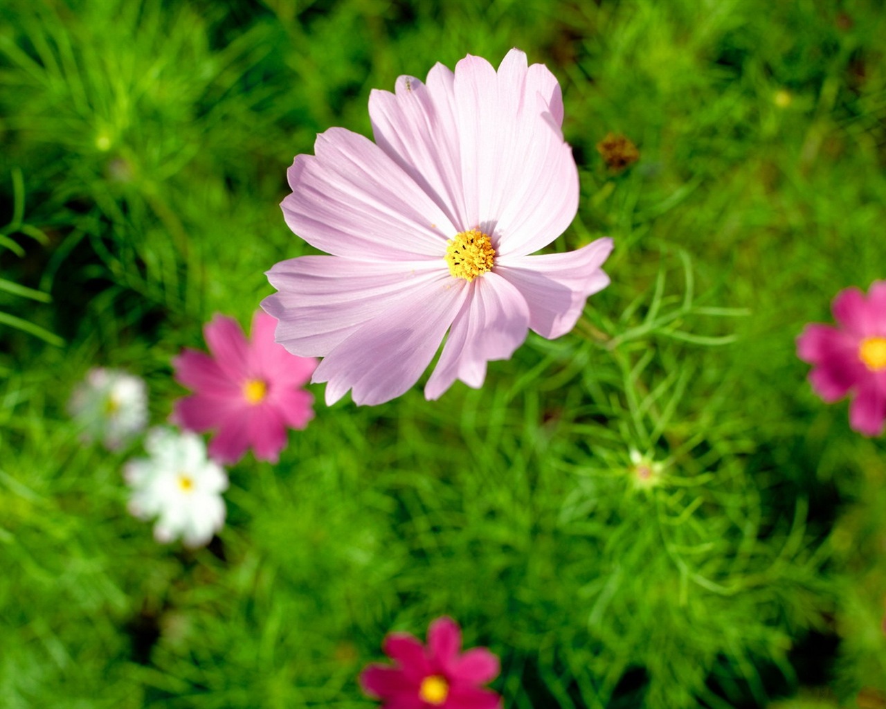 Jarní květiny kvetou HD Tapety na plochu #18 - 1280x1024