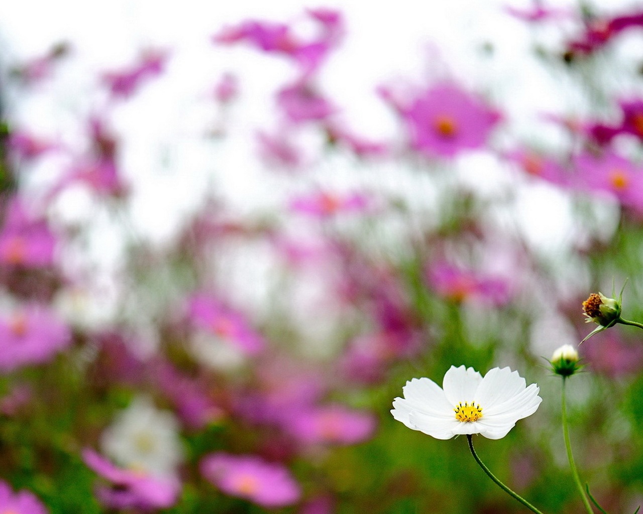 Flores de primavera florecen fondos de pantalla de alta definición #19 - 1280x1024