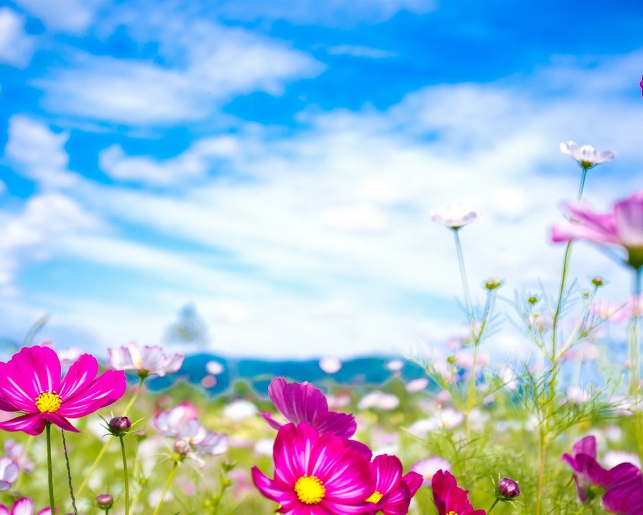 Jarní květiny kvetou HD Tapety na plochu #20 - 1280x1024
