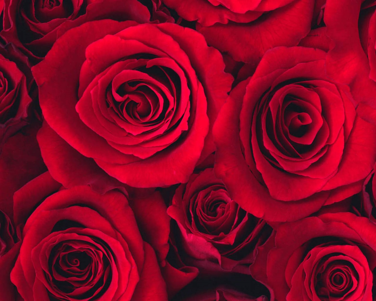 Belles fleurs fonds d'écran avec la rosée HD #5 - 1280x1024