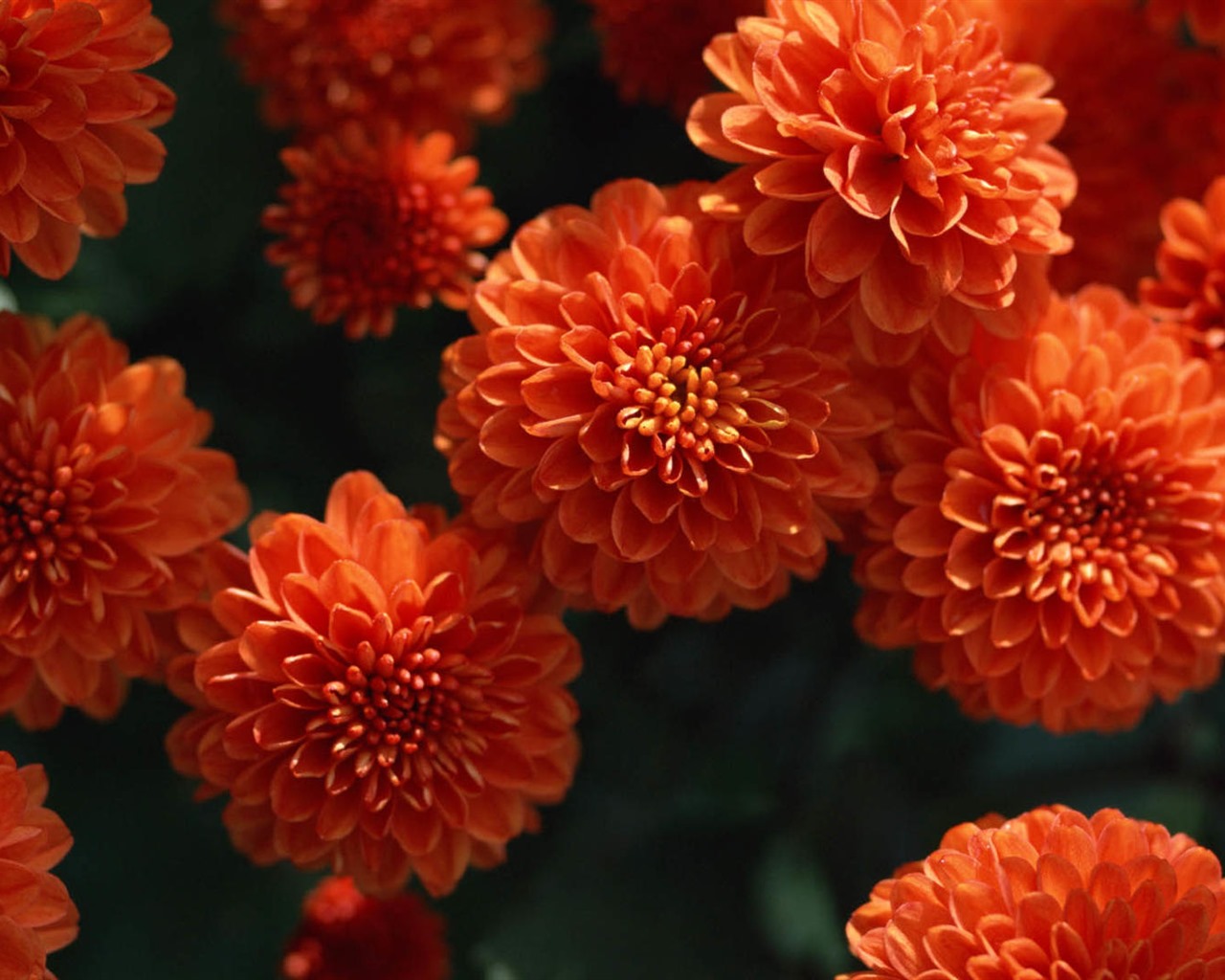 Hermosas flores con fondos de pantalla de alta definición de rocío #7 - 1280x1024