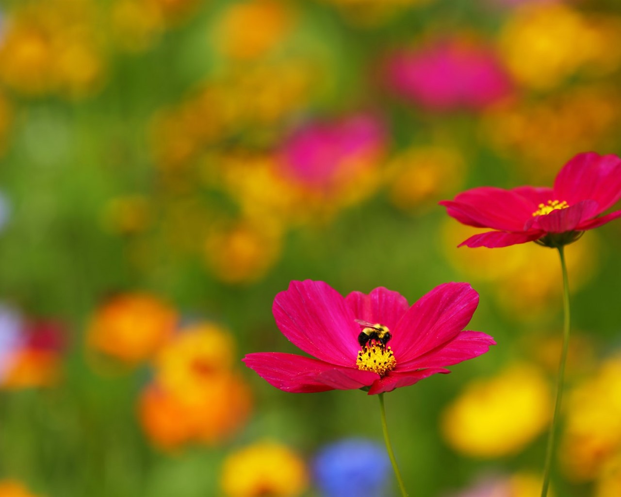 Hermosas flores con fondos de pantalla de alta definición de rocío #8 - 1280x1024