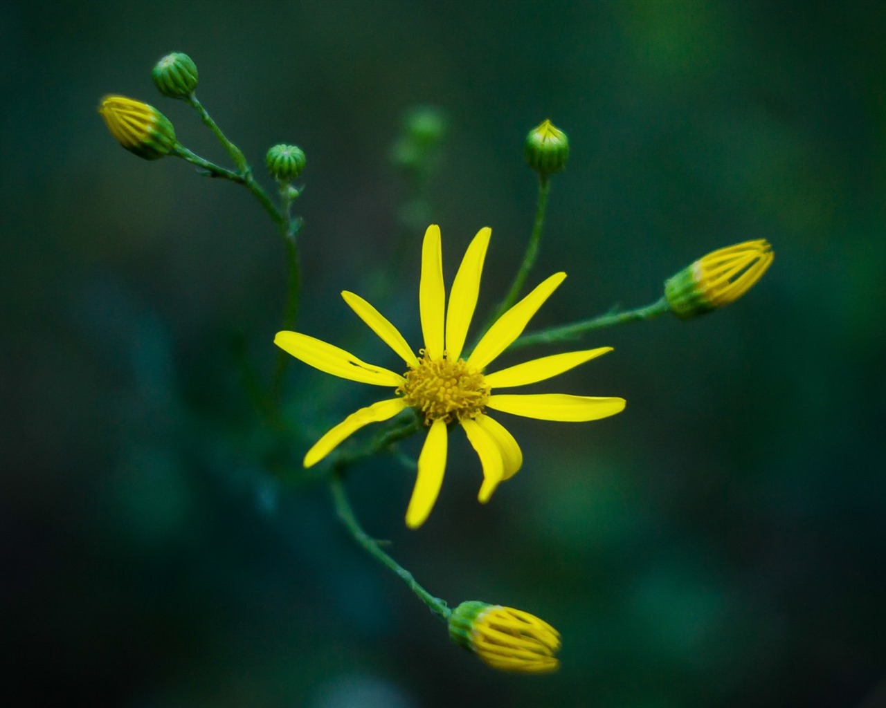 Hermosas flores con fondos de pantalla de alta definición de rocío #12 - 1280x1024