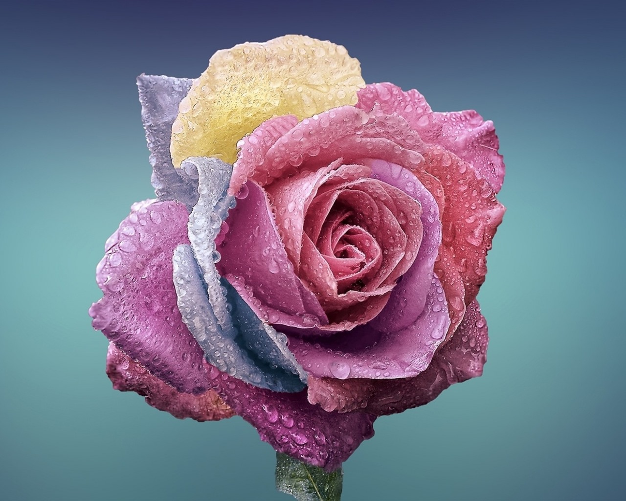 Schöne Blumen mit Tau HD Hintergrundbilder #13 - 1280x1024
