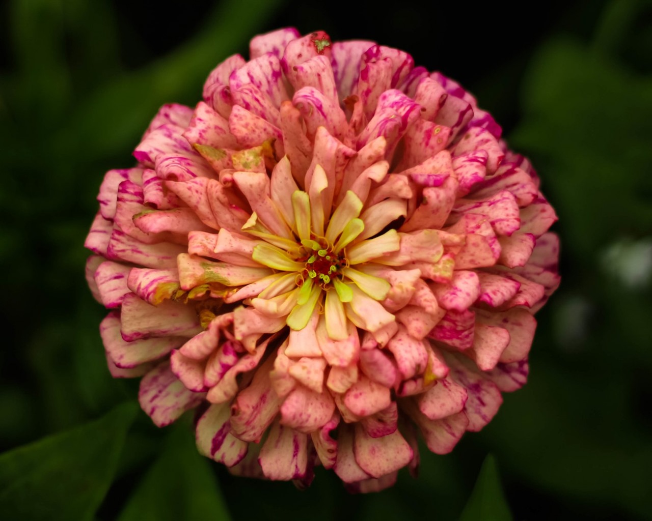 이슬의 HD 월페이퍼와 함께 아름 다운 꽃 #14 - 1280x1024