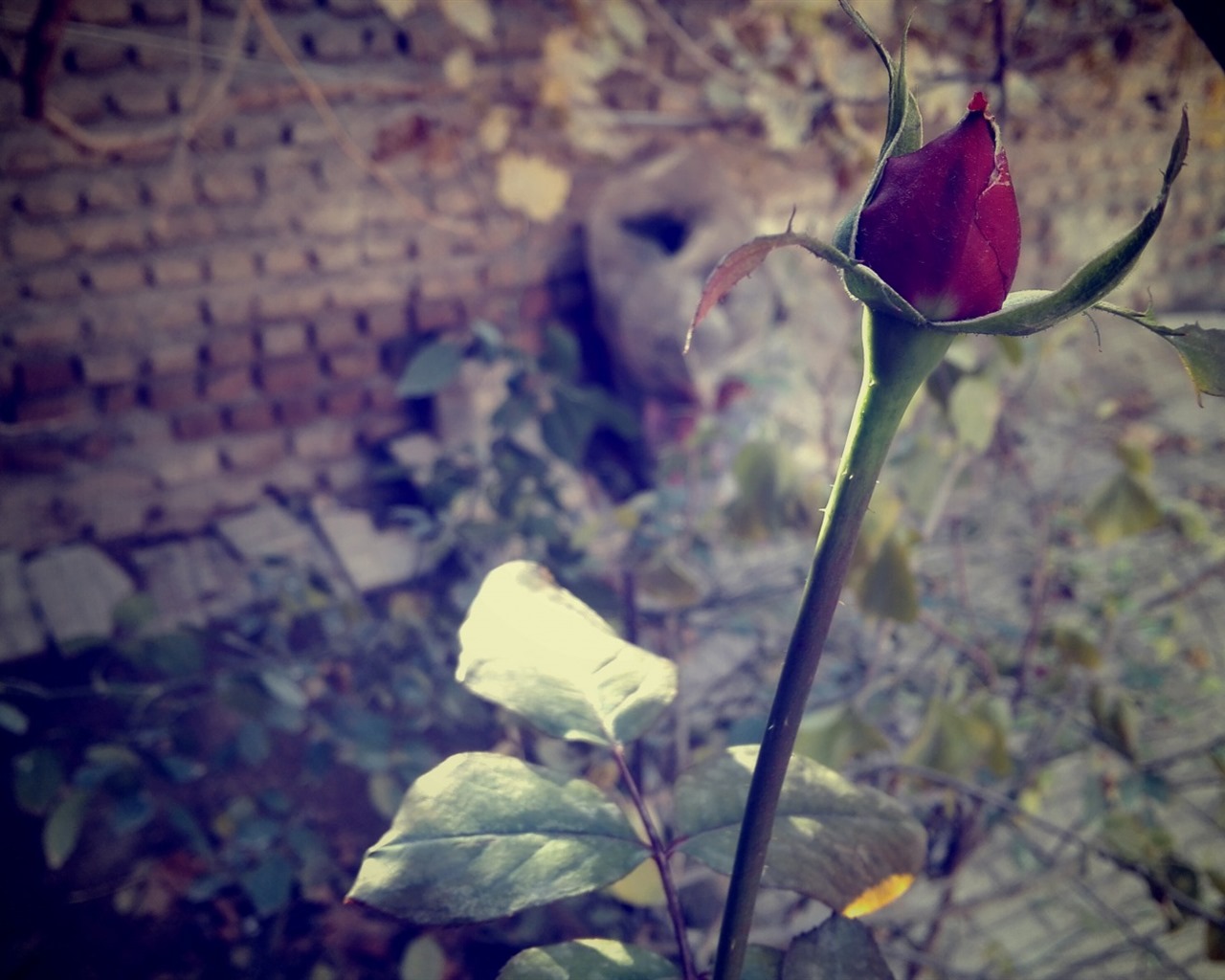 이슬의 HD 월페이퍼와 함께 아름 다운 꽃 #16 - 1280x1024