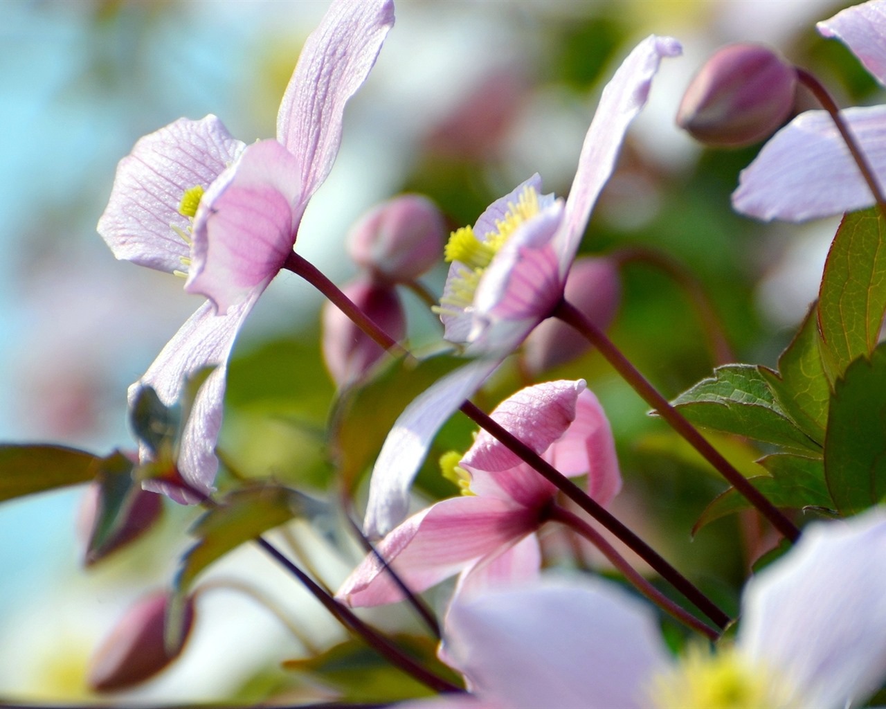 이슬의 HD 월페이퍼와 함께 아름 다운 꽃 #17 - 1280x1024