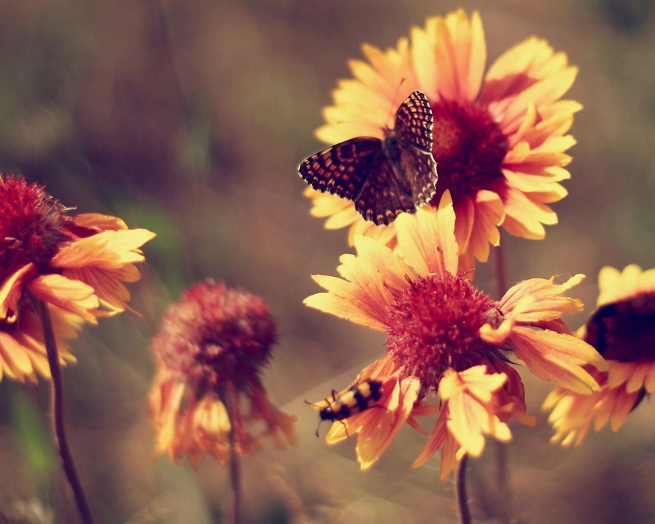 이슬의 HD 월페이퍼와 함께 아름 다운 꽃 #19 - 1280x1024