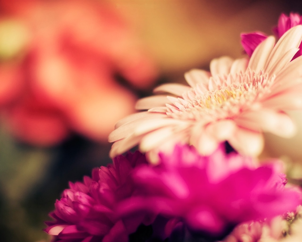 이슬의 HD 월페이퍼와 함께 아름 다운 꽃 #20 - 1280x1024