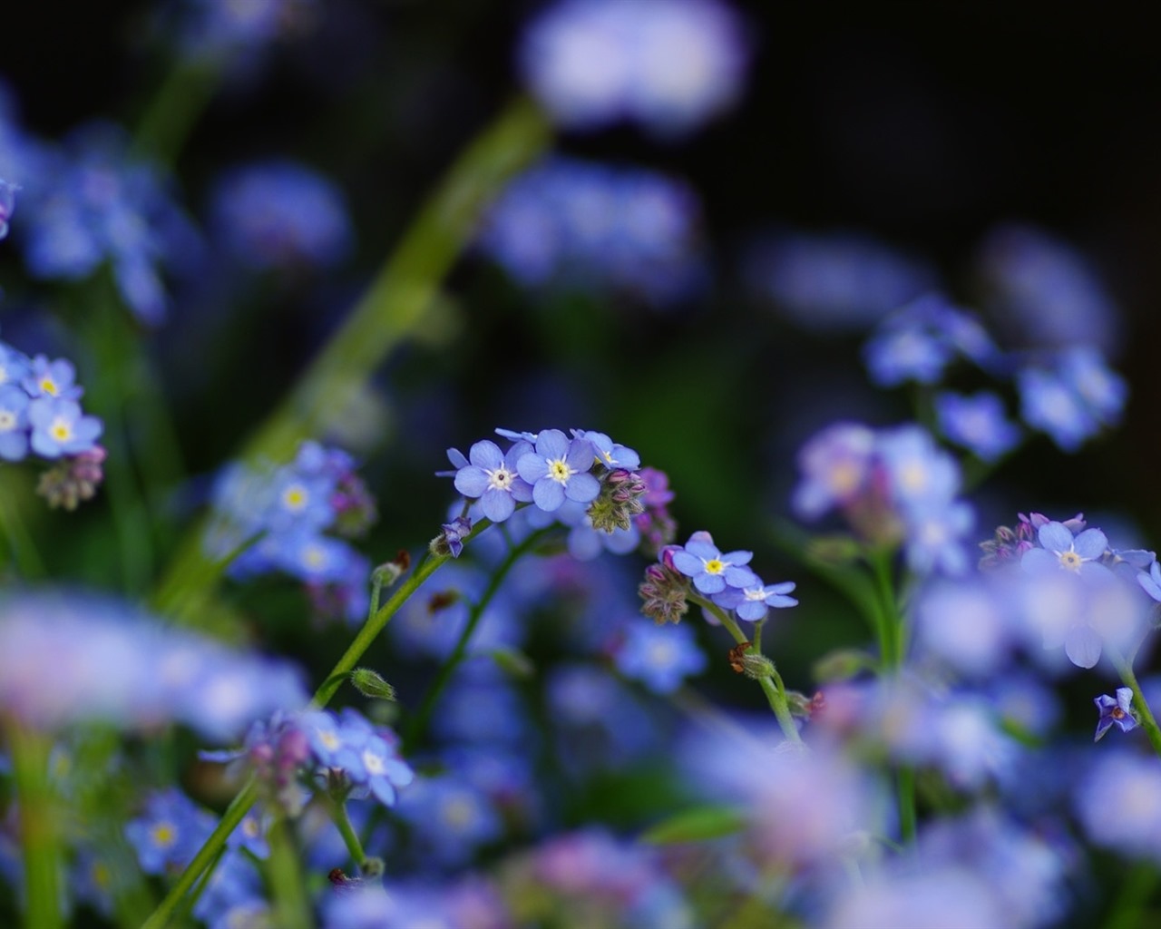이슬의 HD 월페이퍼와 함께 아름 다운 꽃 #26 - 1280x1024