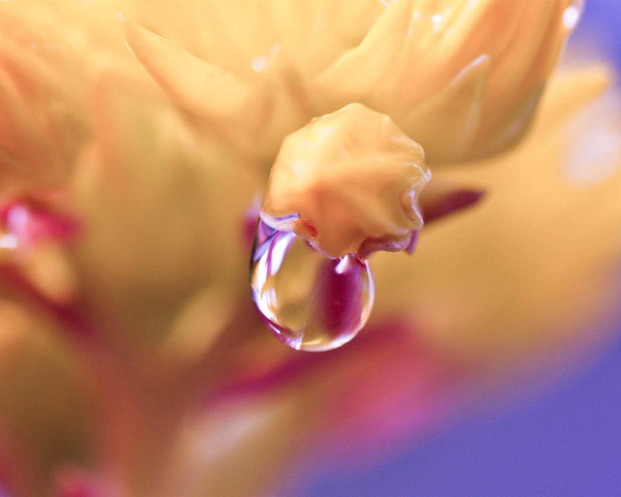 Krásné květy s rosy tapet HD #30 - 1280x1024