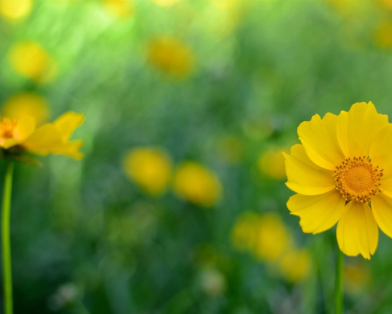 이슬의 HD 월페이퍼와 함께 아름 다운 꽃 #32 - 1280x1024