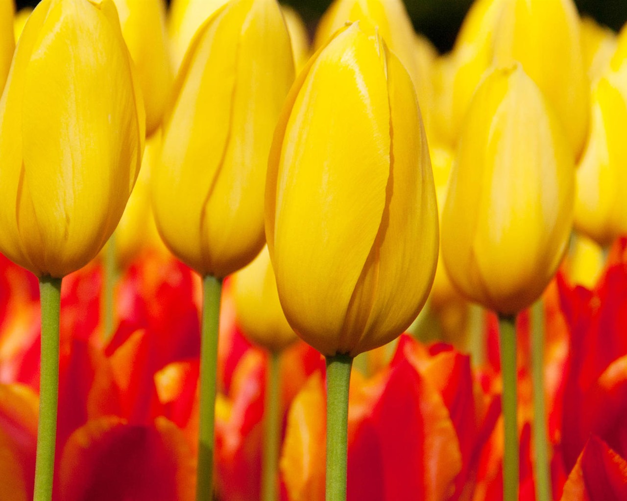 Fondos de pantalla HD de flores tulipanes frescos y coloridos #4 - 1280x1024