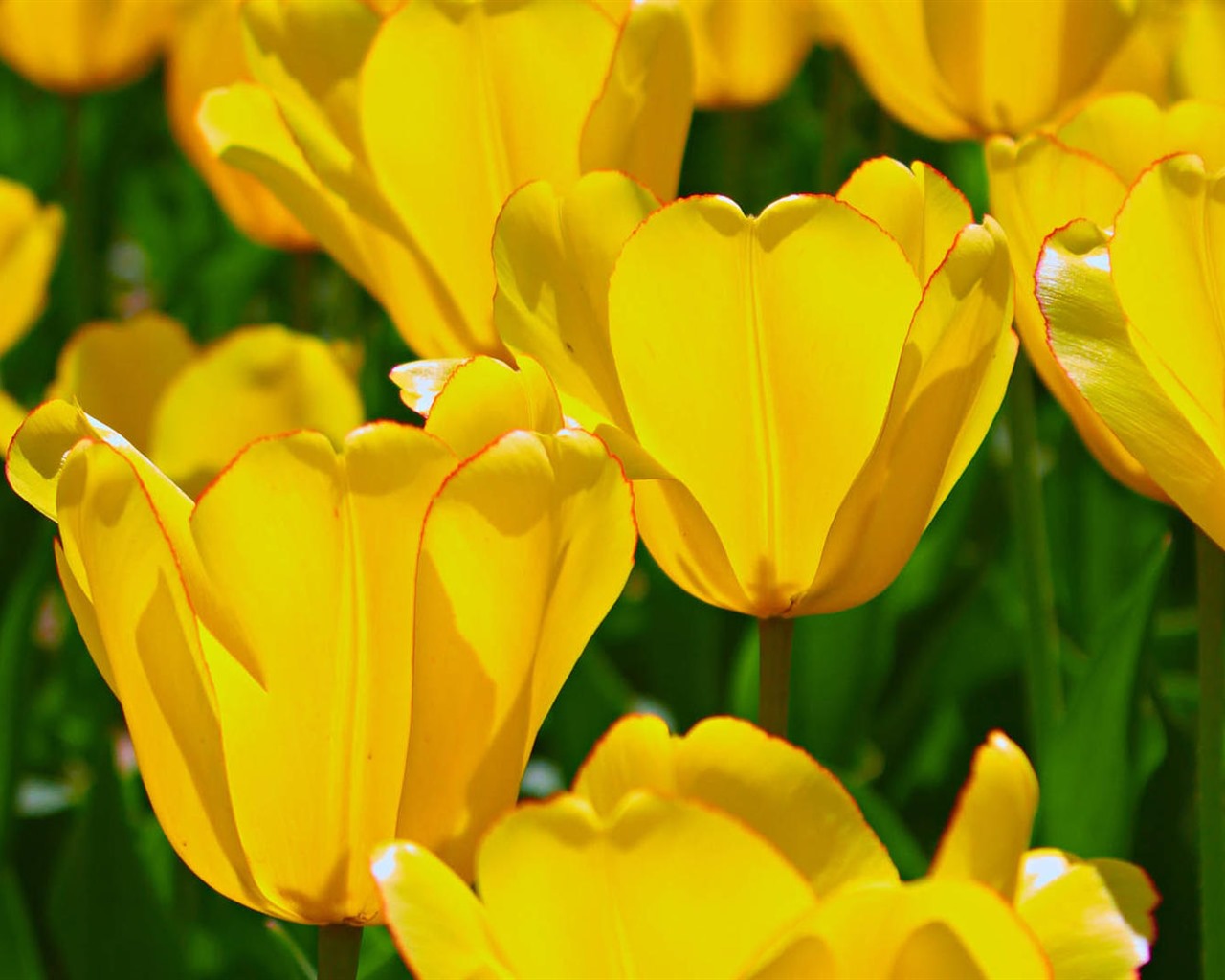 Fonds d'écran HD tulipes fleurs fraîches et colorées #5 - 1280x1024