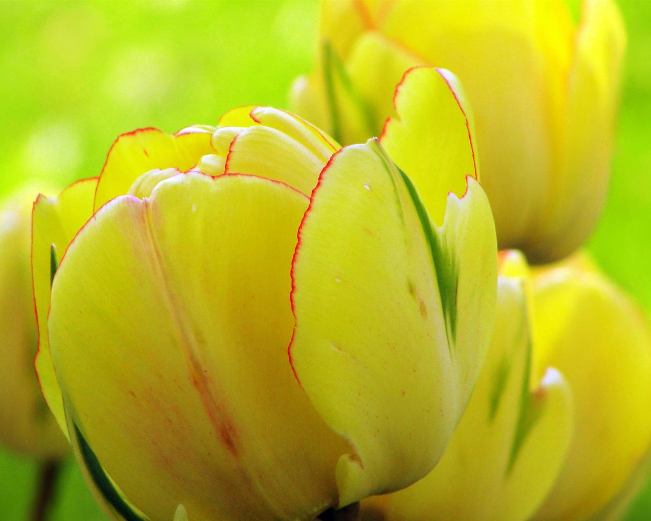 Fonds d'écran HD tulipes fleurs fraîches et colorées #6 - 1280x1024