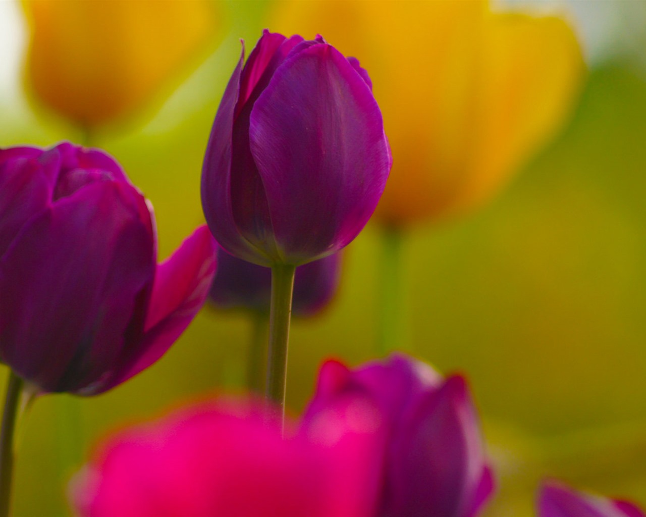 Fresh and colorful tulips flower HD wallpapers #9 - 1280x1024